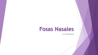 Fosas Nasales
Luz Velásquez

 