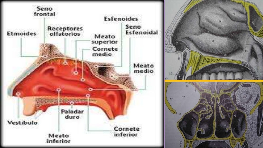 Fosas nasales anatomia