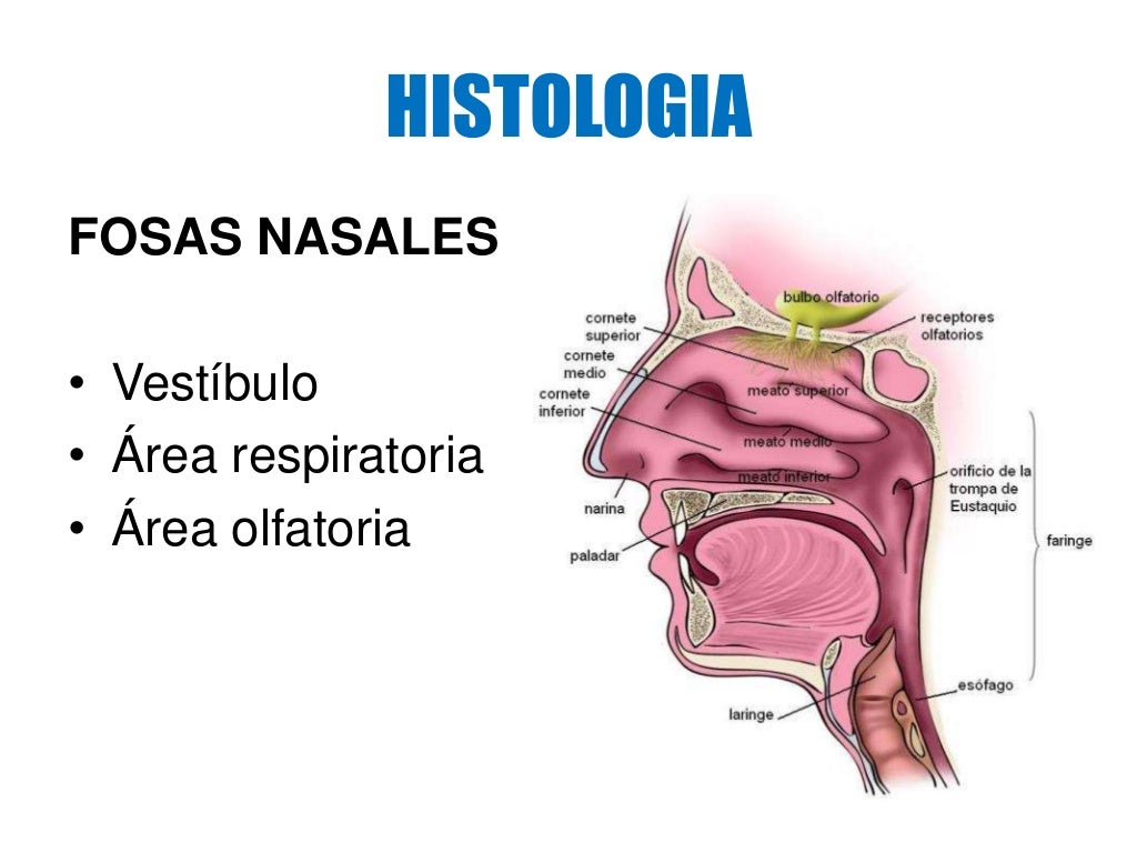 Fosas nasales (embriologia, histologia, anatomia) Fosas nasales (embriologia, histologia, anatomia)