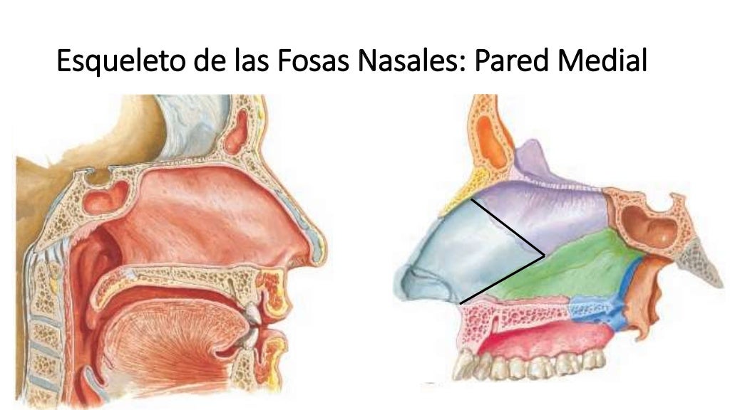 Anatomía Fosas nasales y nariz Anatomía Fosas nasales y nariz