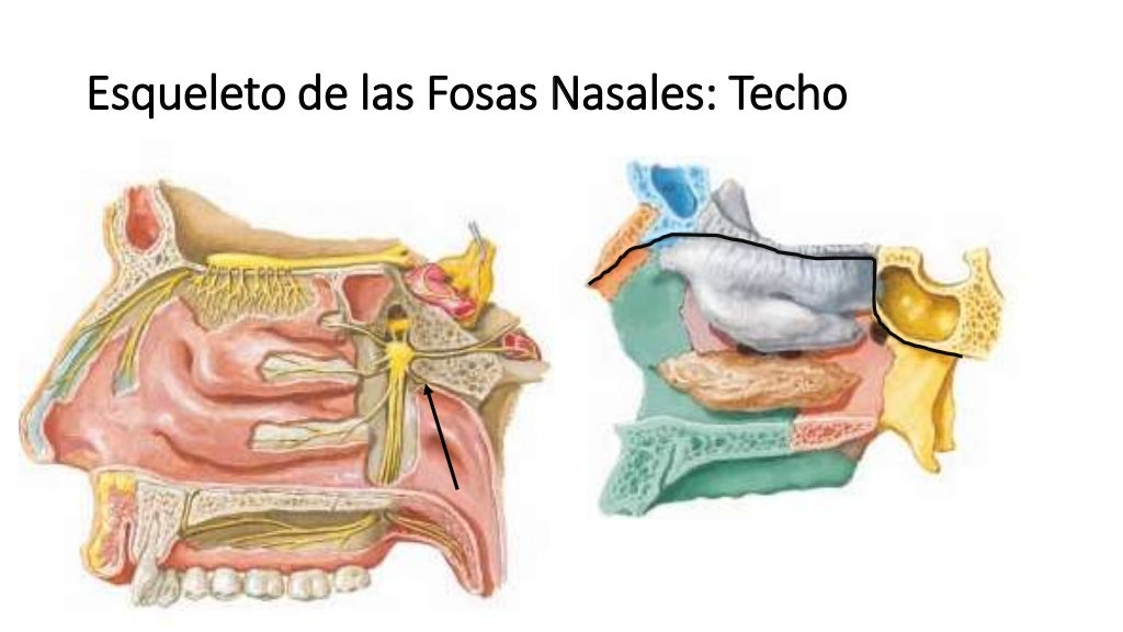 Anatomía Fosas nasales y nariz