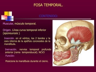 FOSA TEMPORAL.
CONTENIDO:
Muscular, músculo temporal.
Origen. Línea curva temporal inferior
(aponeurosis )
Inserción. en el vértice, los 2 bordes y la
cara interna de la apófisis coronoides de la
mandíbula.
Inervación. nervios temporal profundo
anterior (rama temporobucal). NCV3
Función:

Posiciona la mandíbula durante el cierre.

 