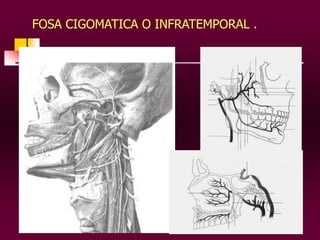 FOSA CIGOMATICA O INFRATEMPORAL .

 