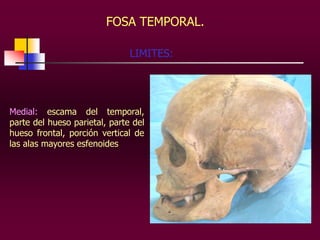 FOSA TEMPORAL.
LIMITES:

Medial: escama del temporal,
parte del hueso parietal, parte del
hueso frontal, porción vertical de
las alas mayores esfenoides

 