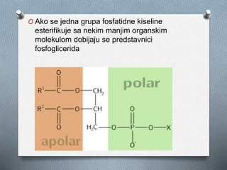 O Ako se jedna grupa fosfatidne kiseline
esterifikuje sa nekim manjim organskim
molekulom dobijaju se predstavnici
fosfoglicerida
 