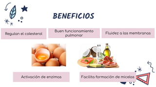 BENEFICIOS
Regulan el colesterol
Buen funcionamiento
pulmonar
Activación de enzimas
Fluidez a las membranas
Facilita formación de micelas