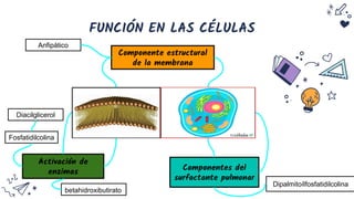 FUNCIÓN EN LAS CÉLULAS
Componente estructural
de la membrana
Componentes del
surfactante pulmonar
Activación de
enzimas
betahidroxibutirato
Fosfatidilcolina
Diacilglicerol
Dipalmitoílfosfatidilcolina
Anfipático