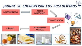 ¿DONDE SE ENCUENTRAN LOS FOSFOLÍPIDOS?
MEMBRANAS
ACTIVAS
ÀCIDO
FOSFÓRICO
FOSFOLPÌPIDOS
CÈLULAS
COMPOSICIÒN
 