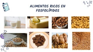 ALIMENTOS RICOS EN
FOSFOLÍPIDOS
 