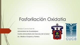 Fosforilación Oxidatia
Barajas Cuevas Sayl Ali
Universidad de Guadalajara
Centro Universitario de Ciencias de la Salud
Lic. Medico Cirujano y Partero
 