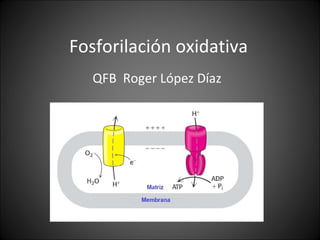 Fosforilación oxidativa QFB  Roger López Díaz 