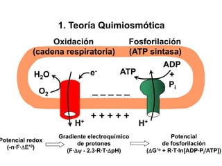 Fosforilación  (ATP sintasa) Oxidación  (cadena respiratoria) ADP  +  Pi ATP e- H2O _ _ _ _ _  O2 + + + + + H+ H+ Potencial  de fosforilación  (DG’o + R·T·ln[ADP·Pi/ATP]) Gradiente electroquímico  de protones  (F·Dy - 2.3·R·T·DpH) Potencial redox  (-n·F·DE’0) 1. Teoría Quimiosmótica 