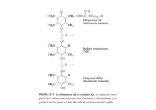 Fosforilacion Oxidativa