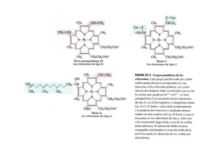 Fosforilacion Oxidativa