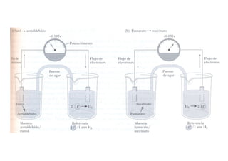 Fosforilacion Oxidativa