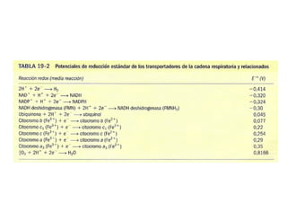 Fosforilacion Oxidativa