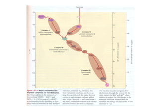 Fosforilacion Oxidativa