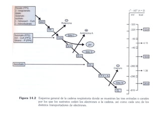 Fosforilacion Oxidativa
