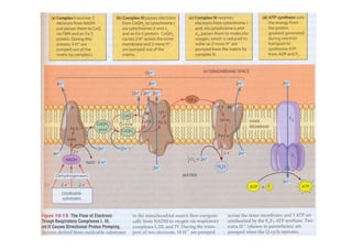 Fosforilacion Oxidativa