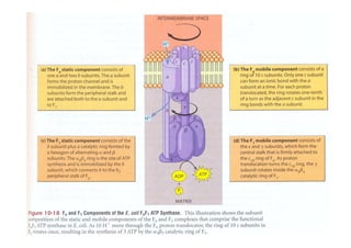 Fosforilacion Oxidativa