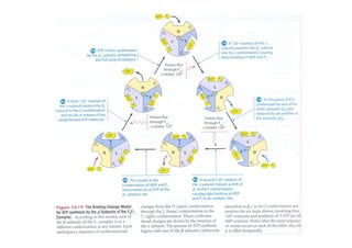 Fosforilacion Oxidativa