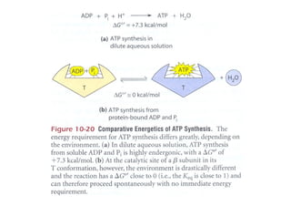 Fosforilacion Oxidativa