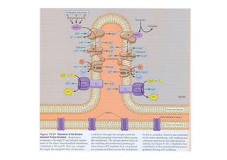 Fosforilacion Oxidativa
