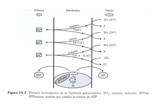 Fosforilacion Oxidativa