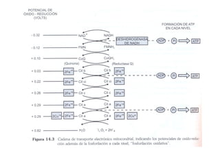 Fosforilacion Oxidativa