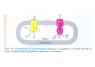 Fosforilacion Oxidativa