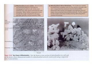 Fosforilacion Oxidativa
