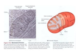 Fosforilacion Oxidativa