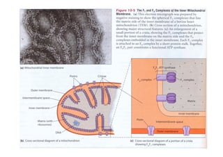 Fosforilacion Oxidativa