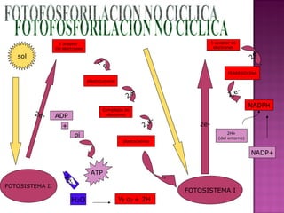 FOTOFOSFORILACION NO CICLICA sol FOTOSISTEMA II H 2 O 2e- ½ o 2  + 2H  2e- 1 aceptor  De electrones 2 e- plastoquinona 2e- Complejos de citocromo 2 e- plastocianina FOTOSISTEMA I 2e- 1 aceptor de electrones 2e- FERREDOXINA 2 e- NADPH 2H+ (del entorno) NADP+ ADP + pi ATP 