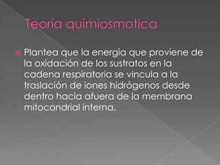 Teoría quimiosmoticaPlantea que la energia que proviene de la oxidación de los sustratos en la cadena respiratoria se vincula a la traslación de iones hidrógenos desde dentro hacia afuera de la membrana mitocondrial interna. 