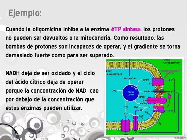 Fosforilacion oxidativa - Inhibidores y Agentes Desacoplantes Fosforilacion oxidativa - Inhibidores y Agentes Desacoplantes
