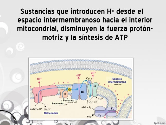 Fosforilacion oxidativa - Inhibidores y Agentes Desacoplantes Fosforilacion oxidativa - Inhibidores y Agentes Desacoplantes