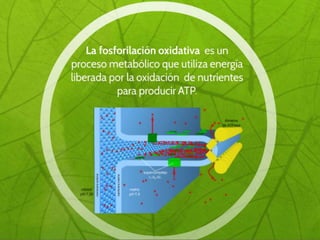 Fosforilacionoxidativa
