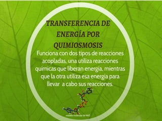 Fosforilacionoxidativa