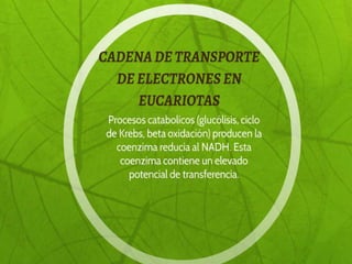 Fosforilacionoxidativa