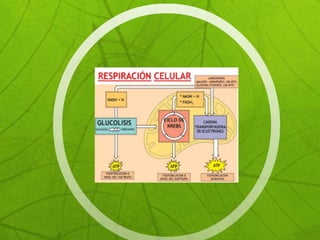 Fosforilacionoxidativa