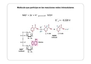 Fosforilacion Oxidativa.pdf