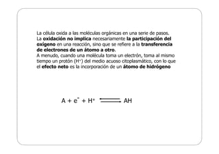 Fosforilacion Oxidativa.pdf