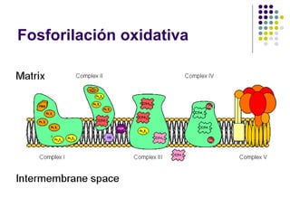 Fosforilacion oxidativa2010