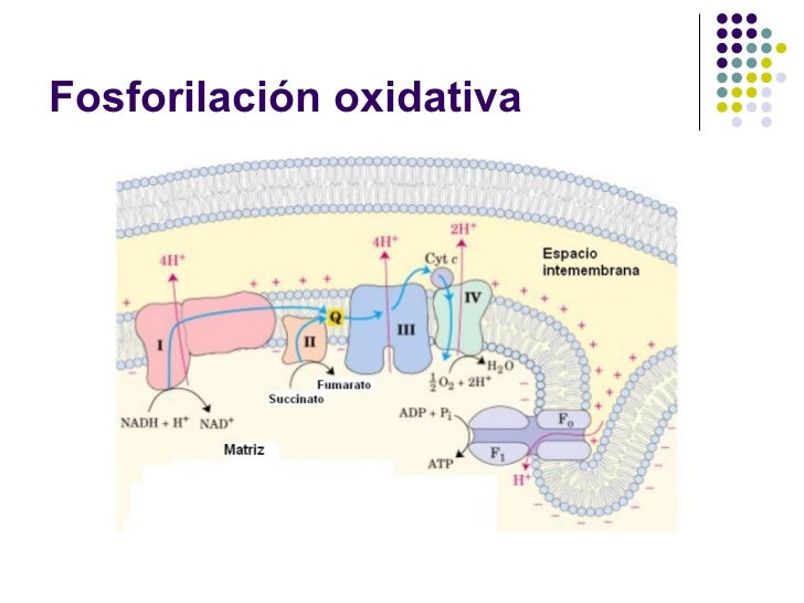Fosforilacion oxidativa Fosforilacion oxidativa