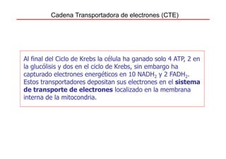 Cadena Transportadora de electrones (CTE)




Al final del Ciclo de Krebs la célula ha ganado solo 4 ATP, 2 en
la glucólisis y dos en el ciclo de Krebs, sin embargo ha
capturado electrones energéticos en 10 NADH2 y 2 FADH2.
Estos transportadores depositan sus electrones en el sistema
de transporte de electrones localizado en la membrana
interna de la mitocondria.
 