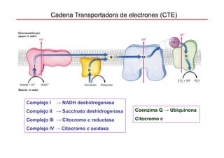 Cadena Transportadora de electrones (CTE)




Complejo I   → NADH deshidrogenasa
Complejo II → Succinato deshidrogenasa   Coenzima Q → Ubiquinona

Complejo III → Citocromo c reductasa     Citocromo c

Complejo IV → Citocromo c oxidasa
 