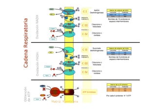 NADH
Deshidrogenasa

                                  10
                   Bombeo de 10 protones al
                    espacio intermembrana
 Citocromo c
  reductasa


  Citocromo c
    oxidasa




  Succinato
deshidrogenasa


                   Bombeo de 6 protones al
                   espacio intermembrana
  Citocromo c
   reductasa


  Citocromo c
    oxidasa




                 Por cada 4 protones   1 ATP
 