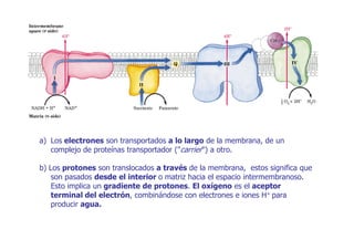 a) Los electrones son transportados a lo largo de la membrana, de un
   complejo de proteínas transportador ("carrier") a otro.

b) Los protones son translocados a través de la membrana, estos significa que
    son pasados desde el interior o matriz hacia el espacio intermembranoso.
    Esto implica un gradiente de protones. El oxígeno es el aceptor
    terminal del electrón, combinándose con electrones e iones H+ para
    producir agua.
 