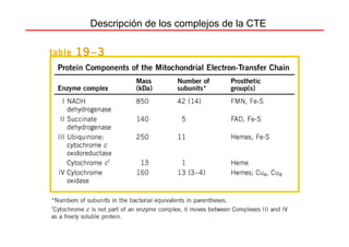 Descripción de los complejos de la CTE
 